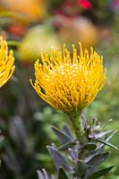 Leucospermum - Pincushion Protea 