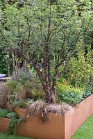 The Embroidered Minds Epilepsy Garden - Prunus serrula underplanted with aquilegia, geums and ornamental grasses - Sponsor: The Embroidered Minds Collaboration, Epilepsy Society, Young Epilepsy -RHS Chelsea Flower Show, 2018