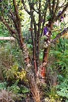 Prunus serrula - The Embroidered Minds Epilepsy Garden, RHS Chelsea Flower Show 2018