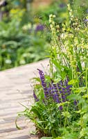 Path edged with Salvia, Asplenium and Briza media - RHS Feel Good Garden - Built by Rosebank Landscaping - Sponsor: the RHS - RHS Chelsea Flower Show 2018