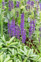 Pittosporum tobira 'Nana' and Salvia - RHS Feel Good Garden - Built by Rosebank Landscaping - Sponsor: the RHS - RHS Chelsea Flower Show 2018
