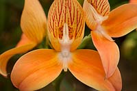 Disa 'Sids Favourite' - Orchideengarten Marei Karge - RHS Chelsea Flower Show 2018