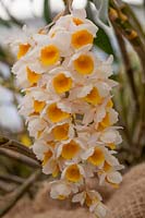 Dendrobium thysiflorum - Orchideengarten Marei Karge - RHS Chelsea Flower Show 2018