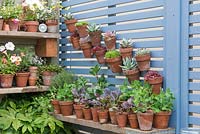 Garden shelving with a display of young plants, succulents and annuals - RHS Chelsea Flower Show 2018