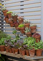 Small pots of succulents on fence, vertical gardening - RHS Chelsea Flower Show 2018