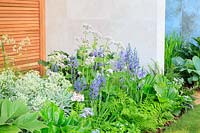 The Morgan Stanley Garden for the NSPCC - Planting next to the Pavilion with cedar screens and Rodgersia podophylla, Euphorbia 'Silver Swan', Camassia leichtlinii 'Maybelle', and Chatham Island Forget Me Not Myosotidium hortensia - Sponsor: Morgan Stanley - RHS Chelsea Flower Show 2018