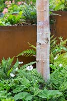 Betula underplanted with Anemone at  Wuhan Water Garden, RHS Chelsea Flower Show, 2018