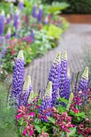 Brick path edged with mixed planting including Lupinus 'Persian Slipper', Salvia and Fennel - The David Harber and Savills garden, Sponsor: David Harber and Savills. RHS Chelsea Flower Show, 2018.