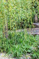 Salix alba 'Tristis' - Weeping willow, The Wedgwood Garden, RHS Chelsea Flower Show, 2018. Sponsor: Wedgwood