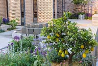 Fruiting Lemon tree - Citrus x limon 'Improved Meyer' - in show garden. The Lemon Tree Trust Garden, Sponsor: Lemon Tree Trust, RHS Chelsea Flower Show, 2018.
