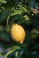 Fruit on Citrus x limon 'Meyer' - lemon