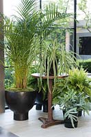 Areca palm and Nephrolepis Sword ferns. The LG Eco-City Garden, RHS Chelsea Flower Show, 2018. Sponsor: LG Electronics