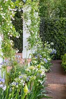 The Trailfinders South African Wine Estate - Pergola with climbing  Rosa 'Paul's Himalayan Musk' and Agapanthus praecox - Sponsor: Trailfinders Ltd - Chelsea Flower Show 2018