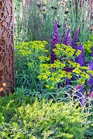 Lupinus 'Masterpiece',  Euphorbia amygdaloides var. robbiae, and Taxus - Urban Flow garden, Sponsor: Thames Water, RHS Chelsea Flower Show, 2018.
