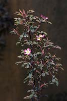 Rosa glauca Pourr. - Red-leaved rose