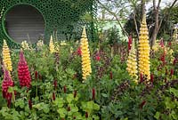 Space to Grow Garden, The Seedlip Garden - Lupins and other plants from the pea family Fabaceae - Sponsor: Seedlip - RHS Chelsea Flower Show 2018