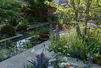 The Silent Pool Gin Garden  - Colourful planting of Anchusa azurea 'Loddon Royalist', Orlaya grandiflora and Geum 'Totally Tangerine' - Sponsor: Silent Pool Distillers - RHS Chelsea Flower Show 2018