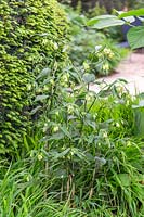 The Weston Garden - Mixed planting including Disporum longistylum, Taxus and Hakonechloa macra. - Sponsor: Garfield Weston Foundation - RHS Chelsea Flower Show 2018