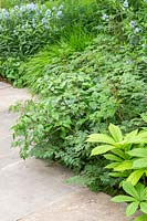 The Weston Garden - path edged by mixed planting including Rhododendrons, Rodgersia and Cornus kousa cv. - Sponsor: Garfield Weston Foundation - RHS Chelsea Flower Show 2018