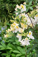 Rhododendron davisii 