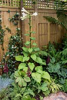 Wooden fence and Tall White Lily - Cardiocrinum giganteum
