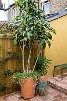 London patio garden with tree in pot - Eriobotrya japonica