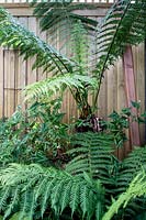 Dicksonia antarctica - Tree Ferns 