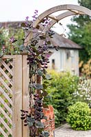 Dolichos lablab - Hyacinth Bean - with flowers and seedpods growing on trellis arch, with view to garden beyond.