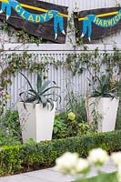 Agaves in feature pots in modern, formal garden. 
