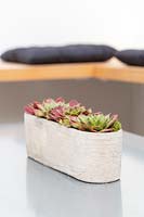 Table decoration in modern container with Sempervivums. 