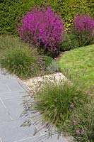 Borders between patio and lawn area planted with Lytrum, Lavandula and Pennisetum. 