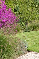 Borders between patio and lawn area planted with Lytrum, Lavandula and Pennisetum