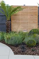Border with Dicksonia - Tree Fern, Lavender, Buxus, Ophiopogon and Iris