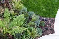 View from above of border with Dicksonia - Tree Fern, Lavender, Buxus, Ophiopogon and Iris