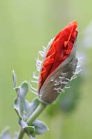 Glaucium flavum var. aurantiacum - orange horned poppy
