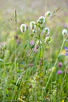 Trifolium montanum - Mountain clover
