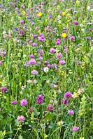 Trifolium pratense - Red clover with Salvia pratensis - Meadow Clary and grasses.