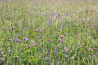 Wild flower meadow with Trifolium repens, Salvia pratensis - Meadow Clary, Knautia arvensis - Field Scabious, Tragopogon pratensis - Goat's-beard and grasses
