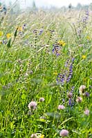 Wild flower meadow of Salvia pratensis - Meadow Clary, Tragopogon pratensis and grasses