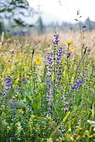 Wild flower meadow - Tragopogon pratensis, Salvia pratensis and Silene latifolia.