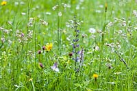 Wildflower meadow of Salvia pratensis - Meadow Clary, Tragopogon pratensis - Goat's beard, Silene vulgaris - Bladder Campion and an Orchid