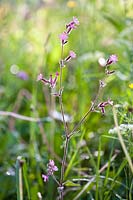 Silene dioica - Red Campion