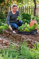 Planting Parsley in vegetable beds