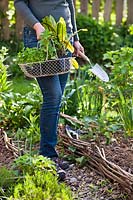 Woman with a trug of herb seedlings - Rumex acetosa - Red Veined Sorrel, Rosemary, Agastache, Parsley, Sage