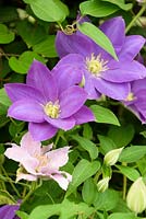 Clematis 'Diana's Delight' - RHS Chelsea Flower Show, 2018