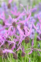 Lavandula pedunculata subsp. pedunculata - French Lavender - Synonyms Lavandula stoechas 'Butterfly', Lavandula stoechas 'Papillon' - RHS Chelsea Flower Show 2018