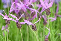 Lavandula pedunculata subsp. pedunculata - French Lavender - Synonyms Lavandula stoechas 'Butterfly', Lavandula stoechas 'Papillon' - RHS Chelsea Flower Show 2018
