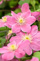 Clematis 'Alaina' - RHS Chelsea Flower Show 2018
