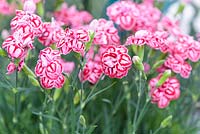 Dianthus alpinus 'Starburst' - Alpine Pink 