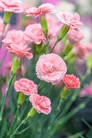 Dianthus pulmarius 'Romance - Pink 